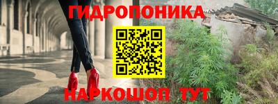стафф Кингисепп